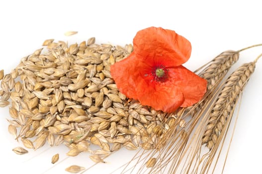Gerstenkoerner  Gerste  Hordeum  vulgare