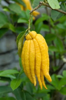 Zitronat-Zitrone  Buddhas, hand, Citrus medica