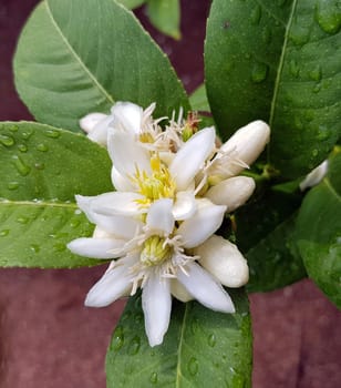 Zitronat-Zitrone  Buddhas, Hand, Citrus