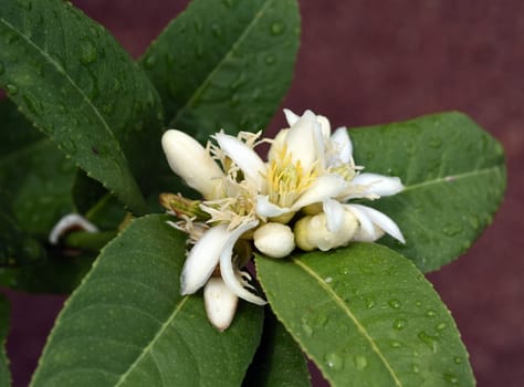 Zitronat-Zitrone  Buddhas, Hand, Citrus