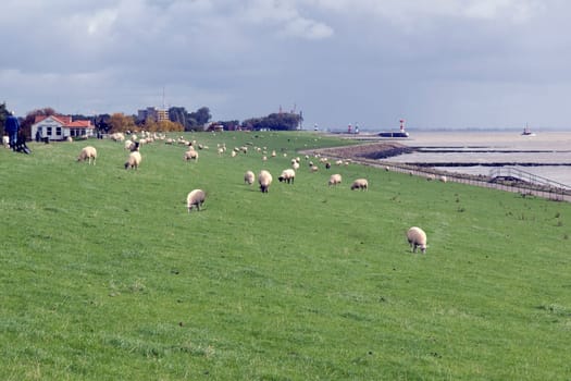 Deich  Dietmarschen  Friedrichskoog  Grasdeich