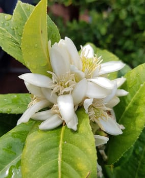 Zitronat-Zitrone  Buddhas, Hand, Citrus