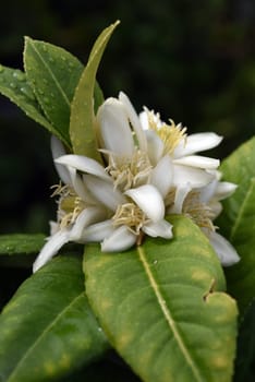 Zitronat-Zitrone  Buddhas, Hand, Citrus