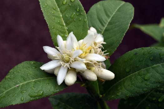 Zitronat-Zitrone  Buddhas, Hand, Citrus