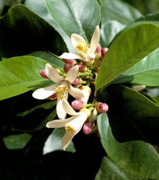 Zitrone, Citrus limon, Exotische Frucht, Südfrüchte.