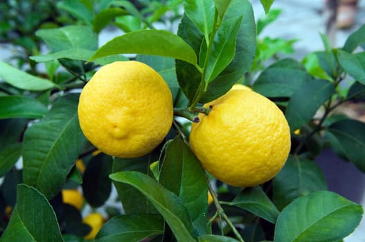 Zitrone, Citrus volkameriana