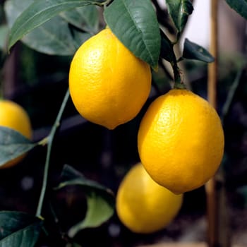 Zitrone, Citrus limon, Exotische Frucht, Südfrüchte.