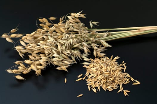 Hafer  Avena, sativa