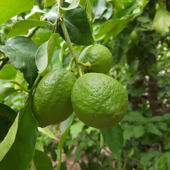 Zitronen  Citrus  limon