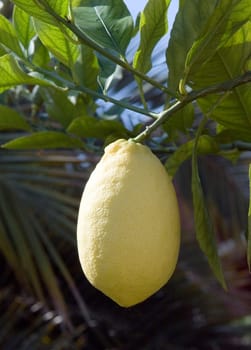 Zitrone  Citrus limon, Mamelato