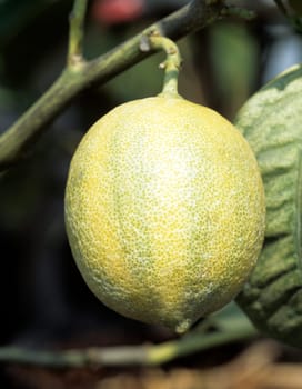 Zitrone, Citrus limon, Exotische Frucht, Südfrüchte, Panachierte, Foliis Variegata.
