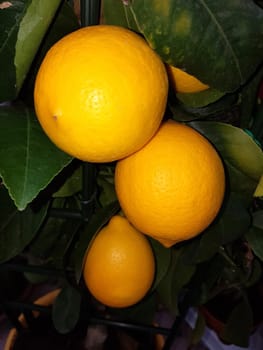Zitronen  Citrus  limon