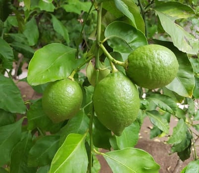 Zitronen  Citrus  limon