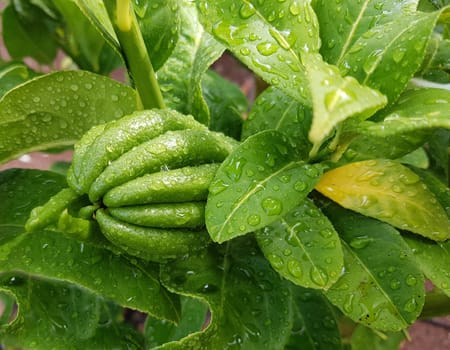 Zitronat-Zitrone  Buddhas, Hand, Citrus