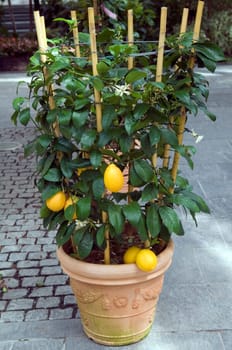 Zitrone  Citrus limon