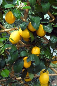 Zitrone  Citrus limon