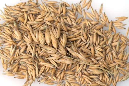 Hafer  Avena, sativa  Haferkorn