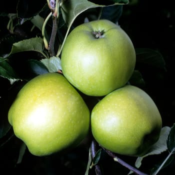 grimes golden  Apfel