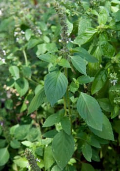 Zitronen-Basilikum  Ocimum americanum