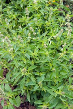Zitronen-Basilikum  Ocimum americanum