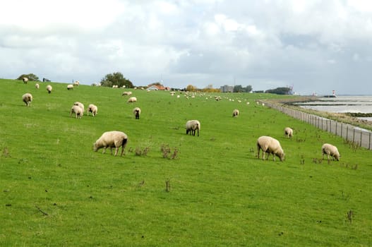 Deich  Dietmarschen  Friedrichskoog  Grasdeich