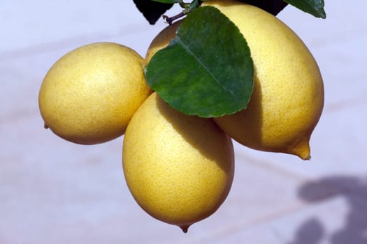 Zitrone  Citrus  limon  Zitronen