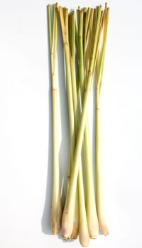 Zitronengras  Cymbopogon citratus