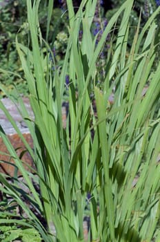 Zitronengras  Cymbopogon citratus, -