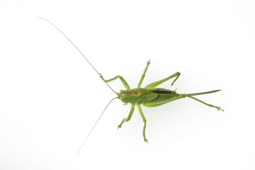 Kurzfluegelige, Schwertschrecke  Conocephalus, dorsalis