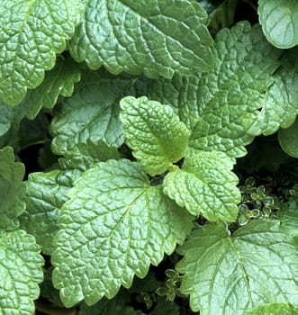 Zitronenmelisse, Melissa officinalis