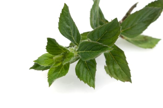Zitronenminze  Mentha gentilis