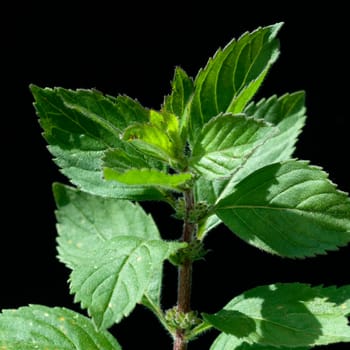 Zitronenminze, Mentha gentilis