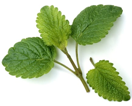 Zitronenmelisse, Melissa officinalis
