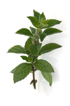 Zitronenminze, Mentha gentilis