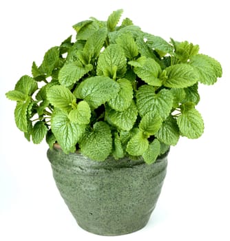 Zitronenmelisse  Melissa officinalis