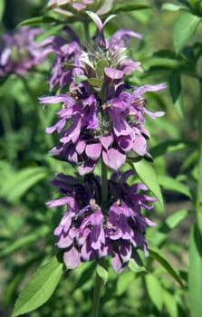 Zitronenmonarde, Praeriebergamotte, Monarda, citriodor, Heilpflanzen