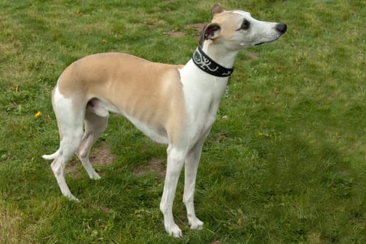 Kurzhaarsaluki, Saluki, Hunderasse, Windhund