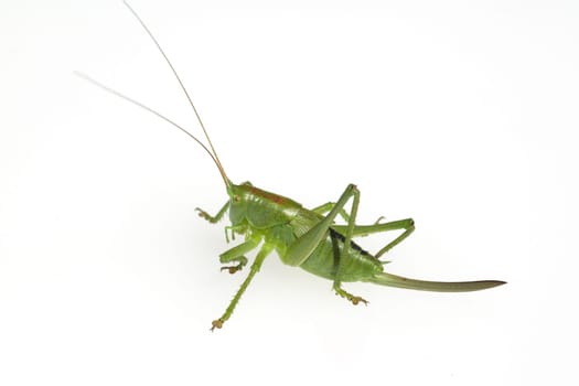 Kurzfluegelige, Schwertschrecke  Conocephalus, dorsalis
