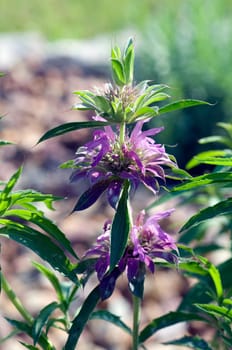 Zitronenmonarde, Praeriebergamotte, Monarda citriodor