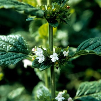 Zitronenmelisse  Melissa  officinalis