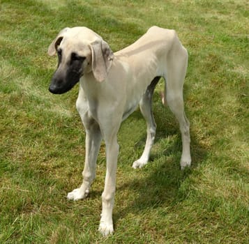 Kurzhaarsaluki, Saluki, Hunderasse, Windhund