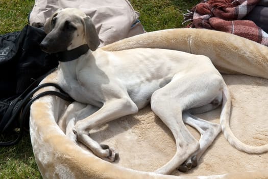 Kurzhaarsaluki, Saluki, Hunderasse, Windhund