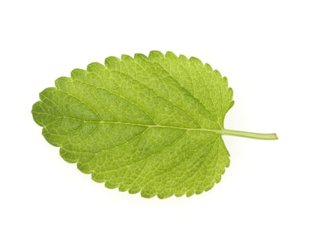 Zitronenmelisse  Melissa officinalis