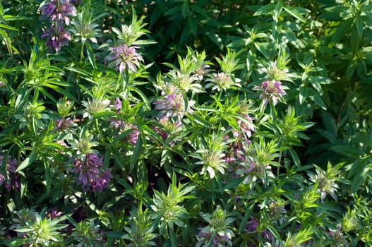 Zitronenmonarde, Praeriebergamotte, Monarda citriodor