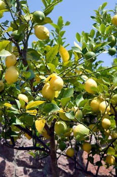 Zitronenstrauch, Citrus limon