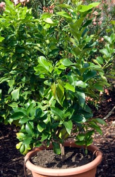 Zitronenstrauch  Citrus limon