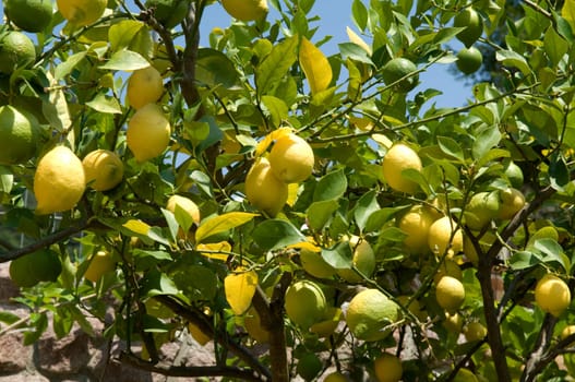 Zitronenstrauch, Citrus limon