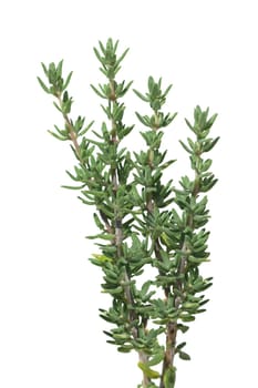 Zitronenthymian  Thymus  citriodorus