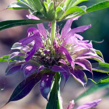 Zitronenmonarde, Praeriebergamotte, Monarda, citriodor, Heilpflanzen