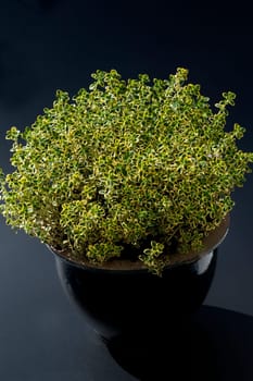 Zitronenthymian, Thymus citriodorus